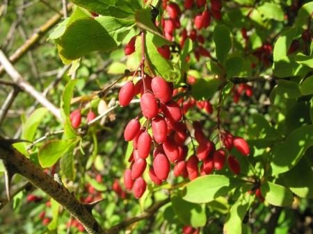 БАРБАРИС — ПОЛЕЗНЫЕ СВОЙСТВА НА СЛУЖБЕ ЗДОРОВЬЯ