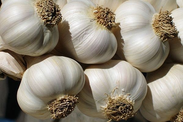 garlic800x533-main_Full (600x399, 43Kb)