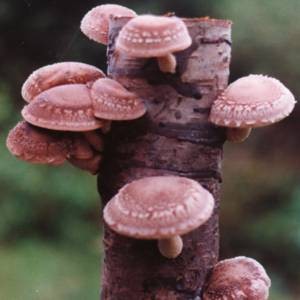 Лечение различных болезней и другие сферы применения грибов шиитаке