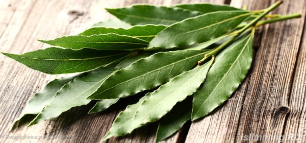 bay-leaf.2