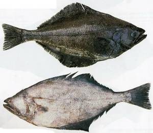 Полезные свойства и противопоказания к употреблению рыбы палтус