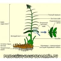 Папоротник орляк: о полезных свойствах, вреде, рецептах приготовления