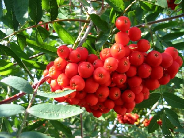 4979645_Sorbus_aucuparia_kpjas_19082005_4 (700x525, 343Kb)